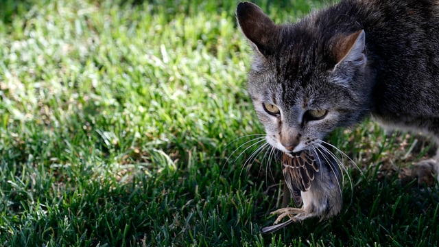 Hauskatze frisst Vogel. Hauskatze frisst Vogel.