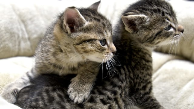 Zwei junge Katzen Zwei junge Katzen