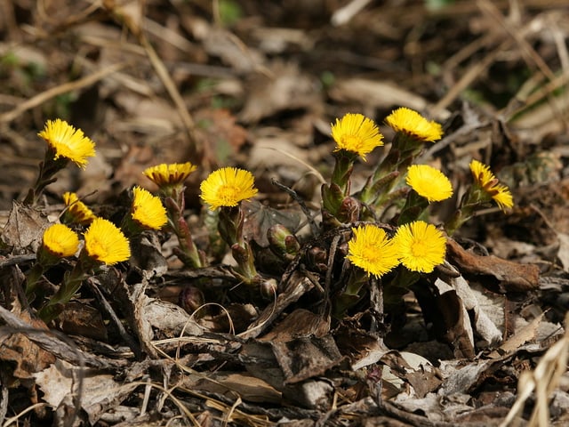 Huflattich, eine der ersten Frühölingsblumen. Huflattich, eine der ersten Frühölingsblumen.