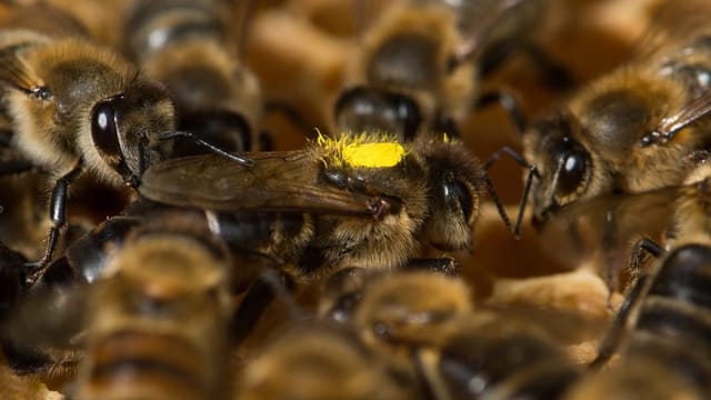 Eine Bienenkönigin, umringt von Arbeiterinnen. Eine Bienenkönigin, umringt von Arbeiterinnen.