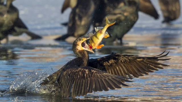 Ein Kormoran frisst ein Egli, dahinter schwimmen weitere Kormorane. Ein Kormoran frisst ein Egli, dahinter schwimmen weitere Kormorane.