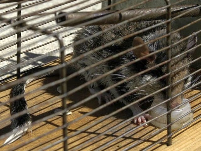 Eine Siebenschläfermaus sitzt im Käfug und frist aus dem Futternapf. Eine Siebenschläfermaus sitzt im Käfug und frist aus dem Futternapf.