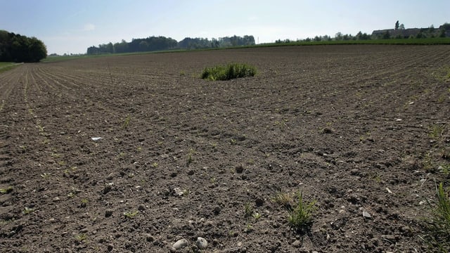 Feld Feld