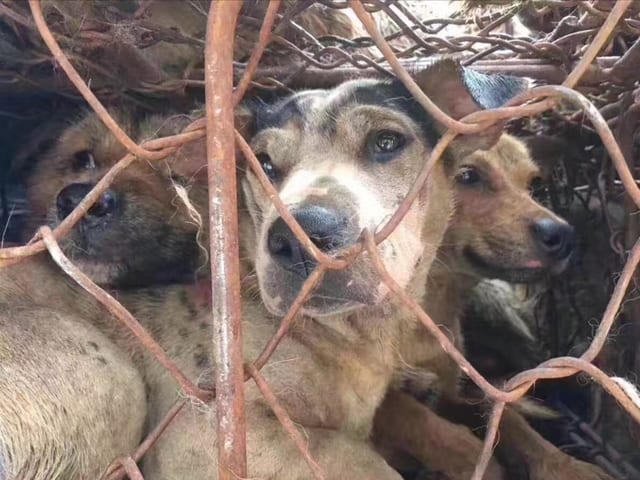 Drei Hunde in einem Käfig. Drei Hunde in einem Käfig.