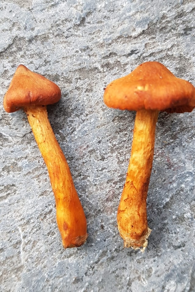 Spitzgebuckelter Raukopf.