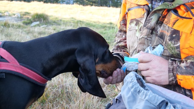 Mann füttert Hund Mann füttert Hund