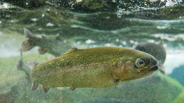 Fisch im Wasser. Fisch im Wasser.