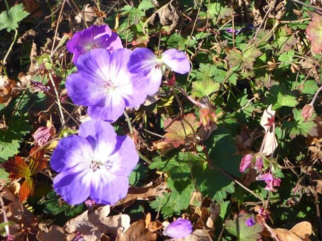 Aussen violett, innen weiss.