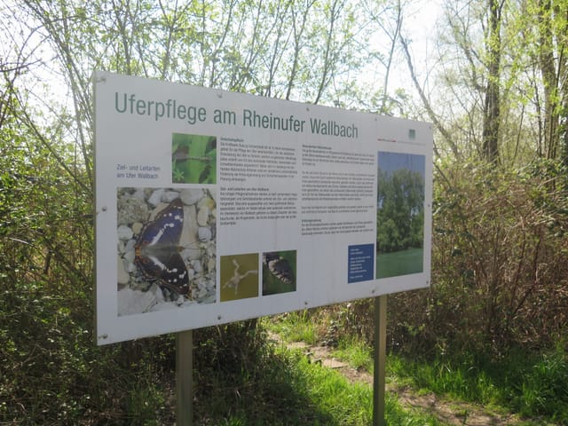 Eine Informationstafel in Wallbach. Darauf steht, wie man das Ufer des Rheins pflegen soll. Eine Informationstafel in Wallbach. Darauf steht, wie man das Ufer des Rheins pflegen soll.