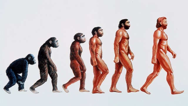 Darstellung der Evolution. Entwicklung vom Affe zum aufrecht gehenden Menschen. Darstellung der Evolution. Entwicklung vom Affe zum aufrecht gehenden Menschen.