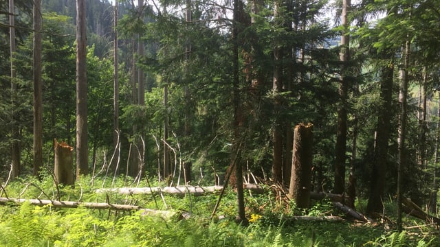 tote Bäume liegen im Wald herum tote Bäume liegen im Wald herum