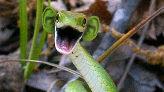 Eine grüne Schlange mit menschlichen Ohren. Eine grüne Schlange mit menschlichen Ohren.