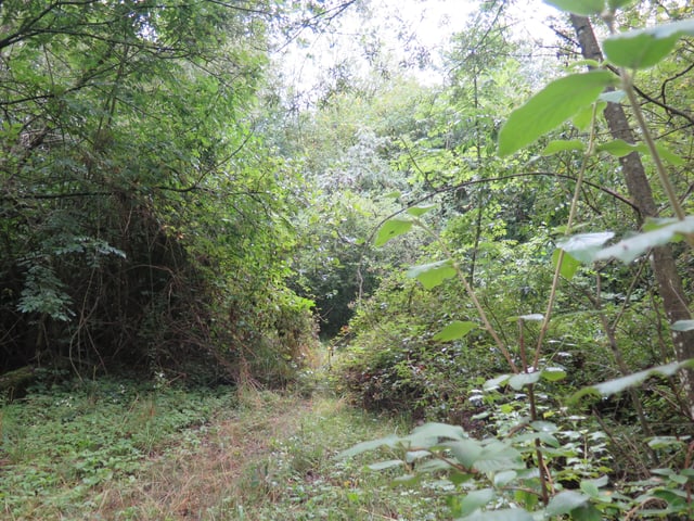Zugang zur Brücke für Wildtiere, Weg ist überwachsen Zugang zur Brücke für Wildtiere, Weg ist überwachsen