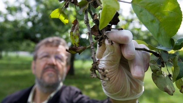 Ein Experte begutachtet ein von Feuerbrand befallener Baum. Ein Experte begutachtet ein von Feuerbrand befallener Baum.