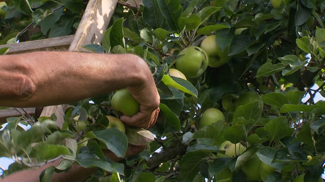 Hand pflückt Äpfel vom Baum Hand pflückt Äpfel vom Baum