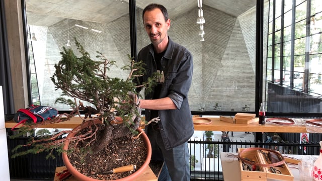 Mann zeigt wie ein Baum zugerichtet wird Mann zeigt wie ein Baum zugerichtet wird
