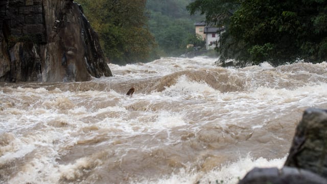 Hochwasser im Ticino bei Giornico am 13. Oktober Hochwasser im Ticino bei Giornico am 13. Oktober