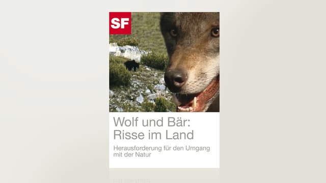 Wolf und Bär: Risse im Land Wolf und Bär: Risse im Land
