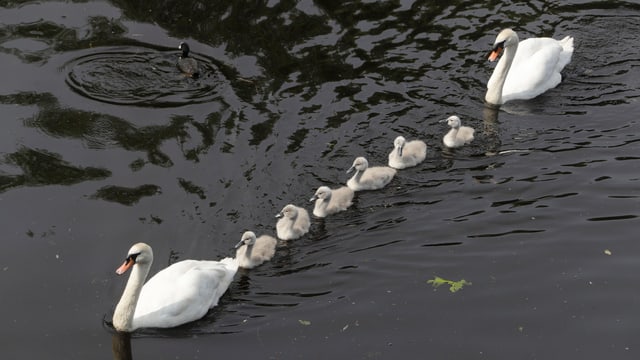 Eine Schwanenfamilie auf einem See Eine Schwanenfamilie auf einem See