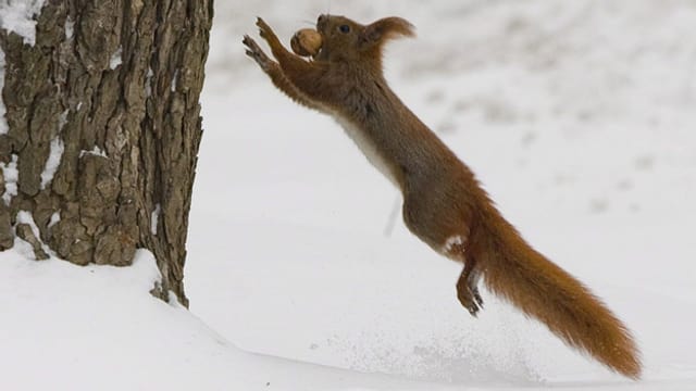 Winterruhe statt Winterschlaf: Was die Eichhörnchen im Winter anders machen