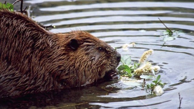 Ein Biber beim baden im Rhein. Ein Biber beim baden im Rhein.