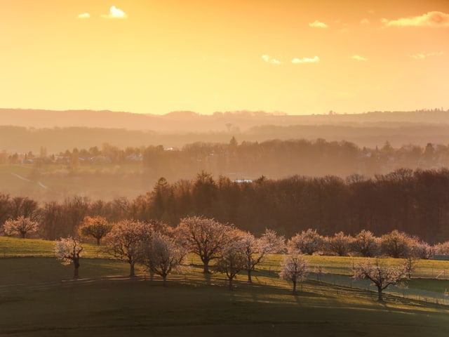 Goldenes Abendlicht mit blühenden Kirschbäumen in hügeliger Landschaft. Der Himmel ist gelb.