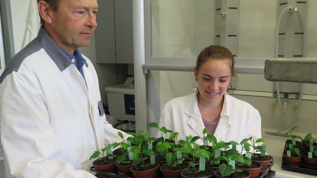 Lucius Tamm hält ein Tablet mit Apfelsetzlingen in der Hand, eine Lehrtochter von Syngenta schaut zu. Sie befinden sich in einem Labor. Lucius Tamm hält ein Tablet mit Apfelsetzlingen in der Hand, eine Lehrtochter von Syngenta schaut zu. Sie befinden sich in einem Labor.