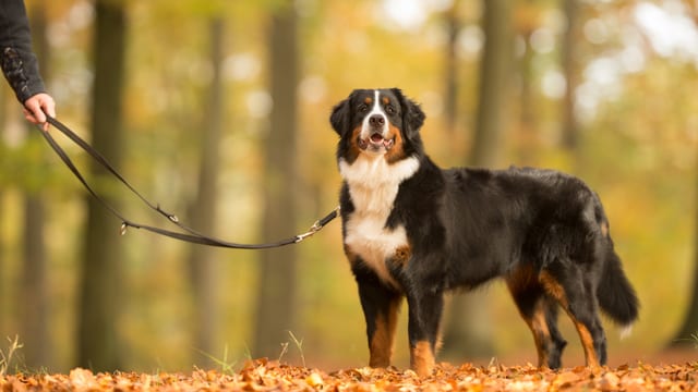 Hund in Wald an Leine. Hund in Wald an Leine.