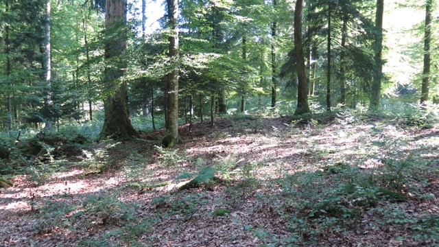 Eine Waldlichtung. Eine Waldlichtung.