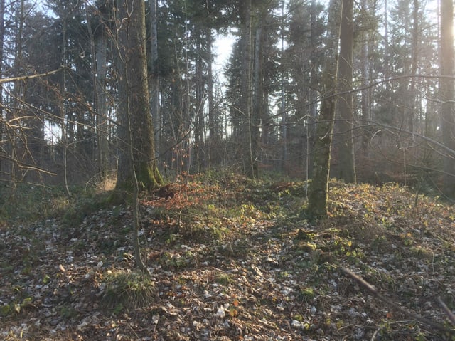 Bäume im Gegenlicht im Wald Zigiholz in Sarmenstorf. Bäume im Gegenlicht im Wald Zigiholz in Sarmenstorf.