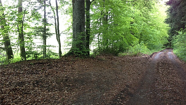 Ein Wald-Abschnitt. Ein Wald-Abschnitt.