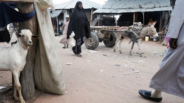 Ein Eselskarren im Flüchtlingslager Dadaab in Kenia. Ein Eselskarren im Flüchtlingslager Dadaab in Kenia.