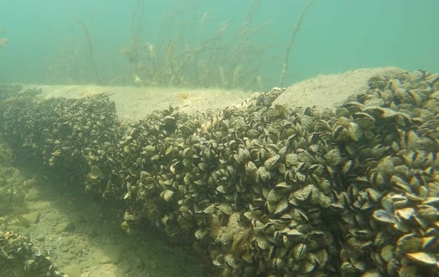 Muscheln an einem Rohr Muscheln an einem Rohr