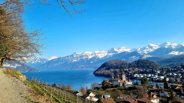 Blick über die wolkenlose Bucht von Spiez, dahinter die verschneiten Berge des Berner Oberlandes. Blick über die wolkenlose Bucht von Spiez, dahinter die verschneiten Berge des Berner Oberlandes.