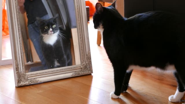 Schnurli ist glücklicher Besitzer eines eigenen Futterautomaten. Schnurli ist glücklicher Besitzer eines eigenen Futterautomaten.