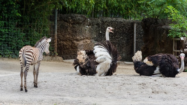 Zebra mit Straussen Zebra mit Straussen