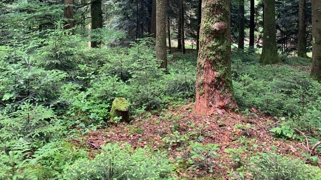 Baum in einem Wald, Rinde löst sich Baum in einem Wald, Rinde löst sich