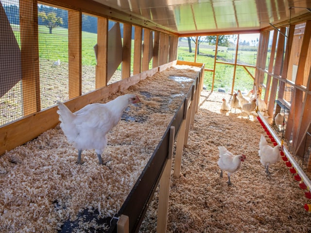 Hühner laufen in einem grossen Stall mit viel Auslauf herum