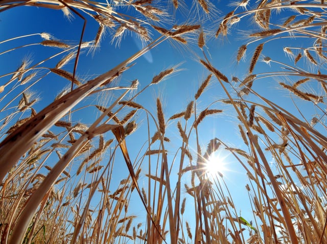 Kornfeld von unten in den blauen Himmel fotografiert.