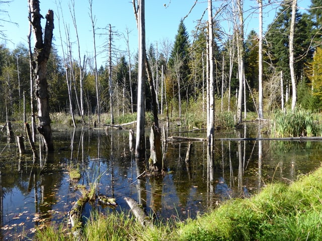 Abgestorbene Bäume im Wasser Abgestorbene Bäume im Wasser