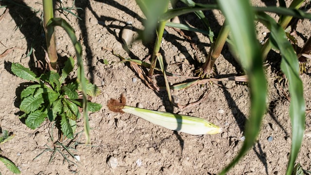 Ein trockenes Maisfeld. Ein trockenes Maisfeld.