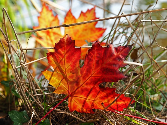 Rot und gelb verfärbte Ahornblätter liegen im Gras. Rot und gelb verfärbte Ahornblätter liegen im Gras.