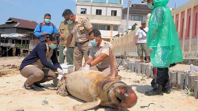 Toter Irawadi-Delfin am Strand wird untersucht Toter Irawadi-Delfin am Strand wird untersucht