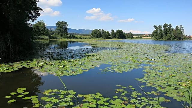 See mit Seerosen See mit Seerosen