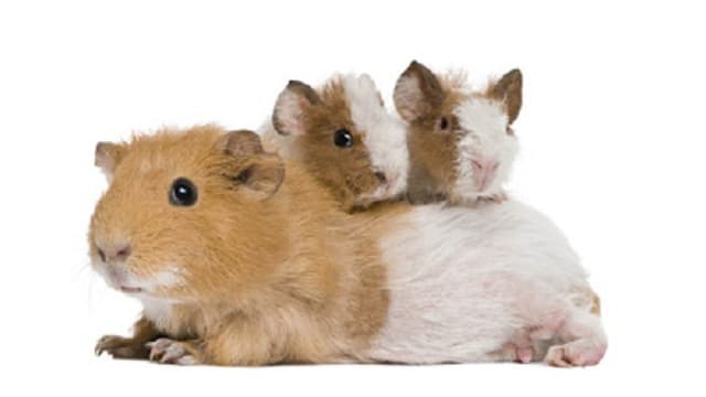 Die Bedürfnisse der Meerschweinchen Die Bedürfnisse der Meerschweinchen
