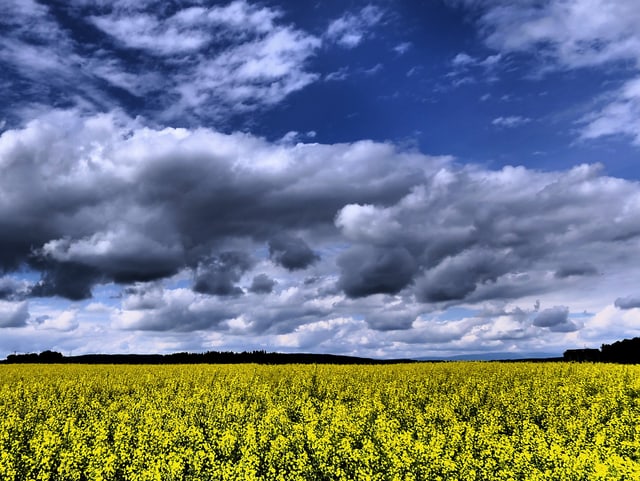 Unten gelbes Rapsfeld, darüber blauer Himmel mit einigen Wolken, alle Farben sehr klar.