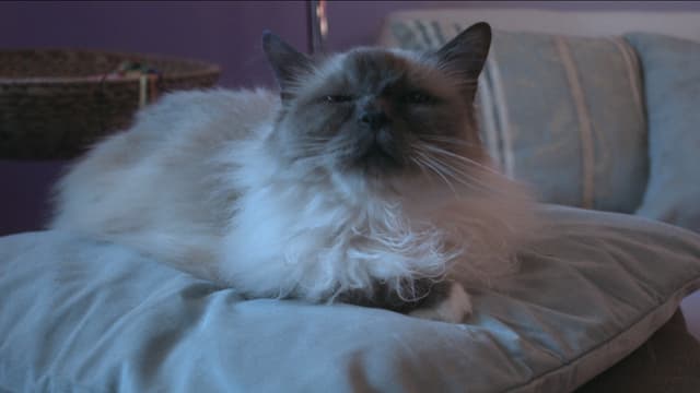 Katze Katze