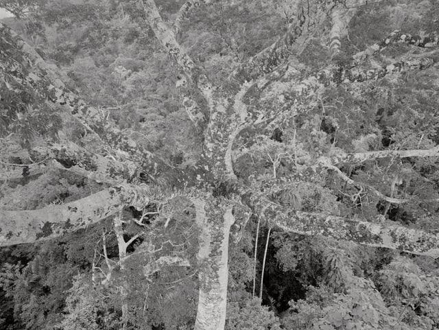 Blattloser Baum vor dichtem Wald Blattloser Baum vor dichtem Wald