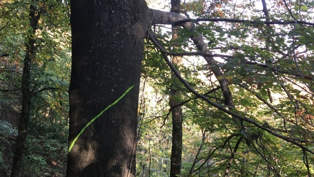 Grosse Buche mit einer Markierung, die zeigt, dass der Baum weichen muss Grosse Buche mit einer Markierung, die zeigt, dass der Baum weichen muss