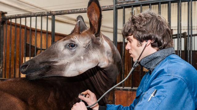 Auch das Okapi muss sich mit dem Stethoskop untersuchen lassen. Auch das Okapi muss sich mit dem Stethoskop untersuchen lassen.